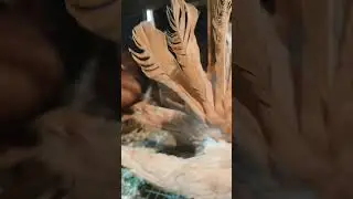 Loft me kuch naya kiya ajj,#whatsappstatus #pigeon #shortvideo #newloft #pigeonhouse #pigeonlover