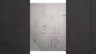 Study about Liliaceae family- Allium cepa...onion// Biology Practical// Class 11