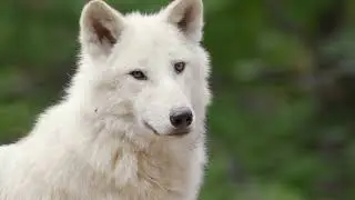 ARCTIC WOLF WILD WHITE WOLF CANIS LUPUS ARCTOS 4K