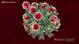 COVID-19 &ndash; How Vaccines Work and a Search for the Answer