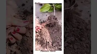 How to repot Your Root-Bound Rubber Plant!🍀#shortsfeed #shortvideo #viral #foryou#short#love#plants