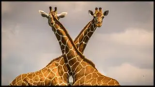 African Wildlife AIB Part 1178