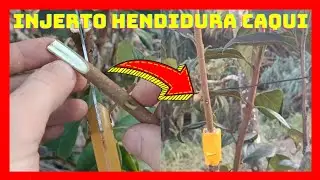 Injerto hendidura caqui (Diospyros kaki)