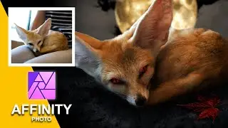 Affinity Photo : Editing And Retouching a Fox (Fast speed video) แต่งภาพได้ตามใจ