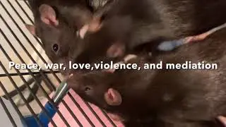 Rat evolution