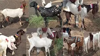 Sindhi Goats breeds