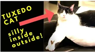 Silly Tuxedo Cat Video, Funny Cats 2019 - Cats Outside Then Cleaning Inside! - Synthwave Kitty