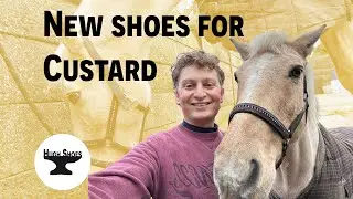 NEW shoes for Custard #ASMR #farrier #horse