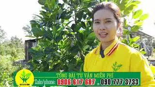 Tỉa cành, BÓN PHÂN Mít để làm trái để nuôi cây PHÁT TRIỂN MẠNH - KỸ THUẬT TRỒNG MÍT