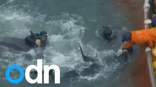 Japan zoos stop buying dolphins from 'The Cove' hunt