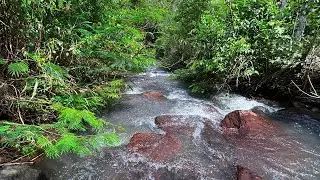 Goodbye Insomnia with Soothing Powerful Water Sounds from Fast Flowing River in a Quiet Forest