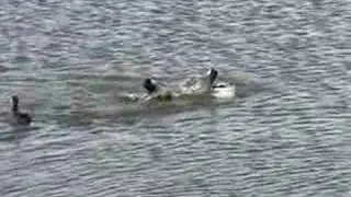 American Coot Fight