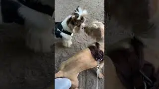 Миша и страшная тайна 😂 #shorts_video  #собака #хвостики #любовькживотным #юмор