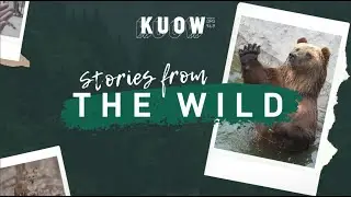 Stories From The Wild with Chris Morgan (Live at McCaw Hall)