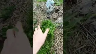 Обожаю Сорняки! Я тебя Укутаю  Зелёным Одеялом Картошечка)#shorts #love #gaming #viral