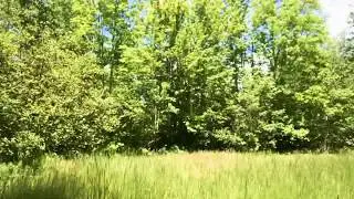 Surface Wind