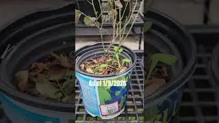 Great deal on plants at my local @tractorsupply #gardeningwithcoffee #tractorsupply #deals