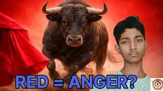 Do Bulls Actually Get Angry Seeing Red ? | One Shot Science 