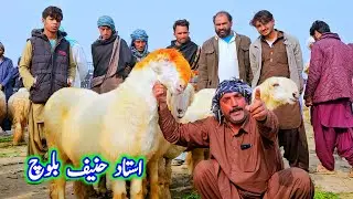 مندرہ مارکیٹ استاد حنیف بلوچ کی ٹاپ کلاس کوالٹی کی مندری بھیڑیں ریٹ چیک کریں 