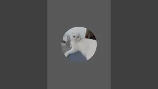 Prenses🐈 Cat  kanalı canlı yayında