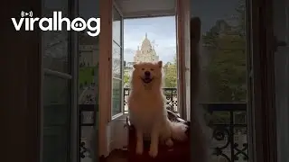 Samoyed Wiggles Ears In Paris || ViralHog