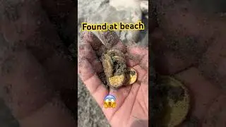 Amazing Find! Local Coins Discovered in the Ground