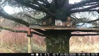 Red Squirrel and Great Spotted Woodpecker on the feeding platform