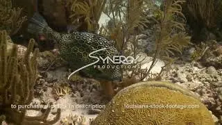 2345 honeycomb cowfish grazing on coral