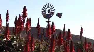 'n Gekleurde windpomp in aksie na by Bredasdorp