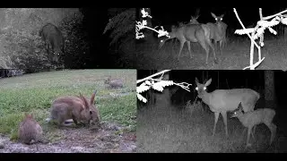 mes premieres prise video avec la camera de chasse coolife h953