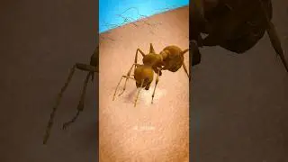 How An Ant Actually Bites You 😯 #shorts #facts #viral #ants #sting #human #yt #telugu