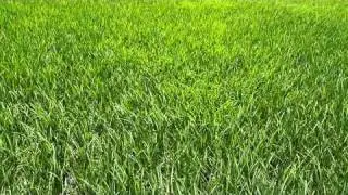 Rice grass in motion...