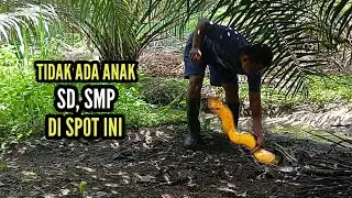 SEMUA BELUT BESAR-BESAR SAMPAI BERANAK PINAK