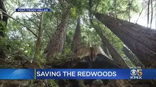 Environmentalists Working With Loggers To Preserve Santa Cruz Redwood Forest