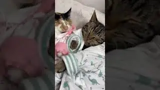 Cat couple enjoy a Spaw Day. #shorts
