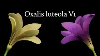 Oxalis luteola V1 (3D Model)