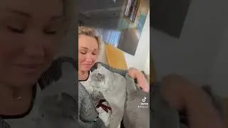 Мое счастье 😂😍😘#британец #britishshorthair #cat #миркошек #bkh #животные