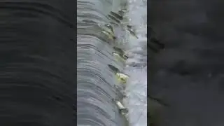 The Incredible Journey of the Salmon Fish: Swimming Upstream to Reproduce
