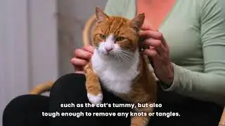 Pet Teezer | How to: Groom, massage & bond with your feline friend using the NEW Cat Grooming Brush.