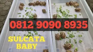 Sulcata 5-6 cm, Tlp = 0812 9090 8935