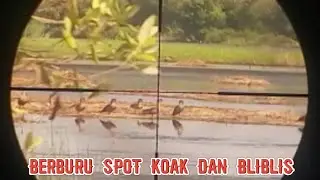 berburu koak dan bliblis ‼gagal longrange