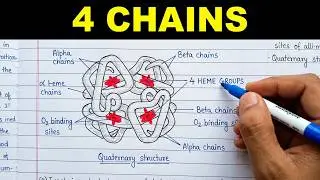 Structure of hemoglobin | Hemoglobin structure | Alpha and beta chain in hemoglobin