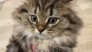 Лексус не помогает Андрею! 