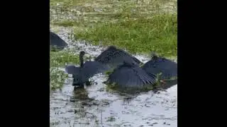 A black heron canopy feeding