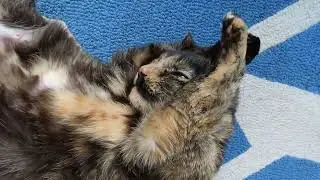 Cat Giving Herself an Ear Massage