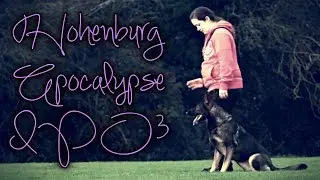 German Shepherd Hohenburg Apocalypse IPO3 Compilation Video