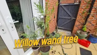 Willow Wand Willow tree topiary