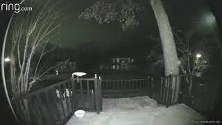 Wildlife on the Ring camera