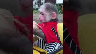 BiBi monkey harvest cherry tomato #cherrytomatoes  #cute #trending #monkey #babymonkey #animukbang