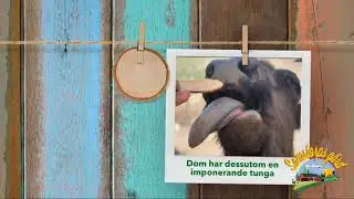 Safaritur l&ouml;rdag 27/7